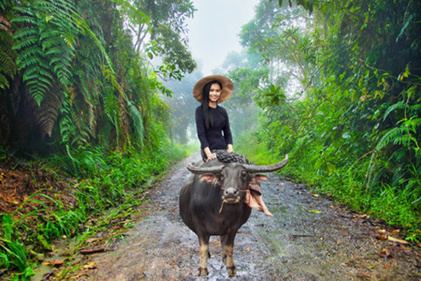 Jungle_Roads.jpg