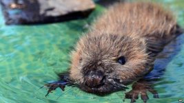 beaver.jpg