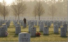 Bald Eagle standing watch.jpg