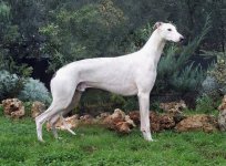 foto_greyhound.jpg
