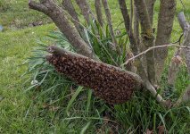 SundaySwarm-2.1.jpg